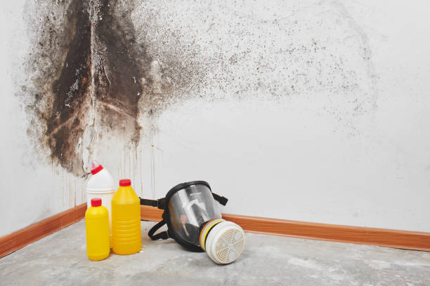 Best Best Mold Removal Companies  in Suisun City, CA