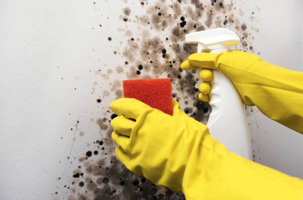 Best Residential Mold Removal  in Suisun City, CA