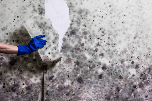 Best Mold Removal Near Me  in Suisun City, CA