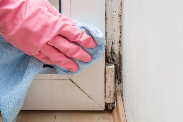 Best Commercial Mold Removal  in Suisun City, CA
