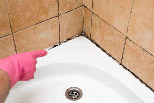 Best Mold Removal and Inspection  in Suisun City, CA
