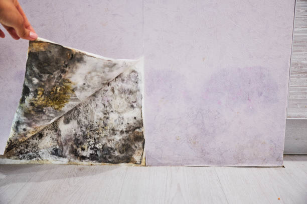 Best Black Mold Removal  in Suisun City, CA